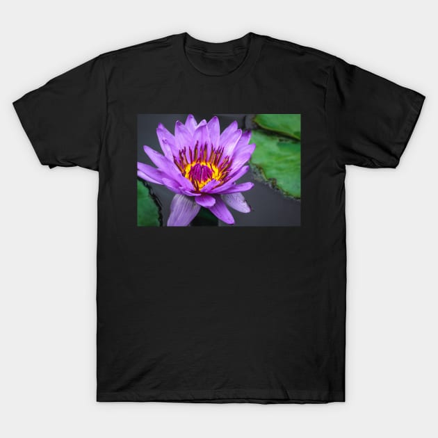 Purple Lily Pad Flower Photograph T-Shirt by love-fi